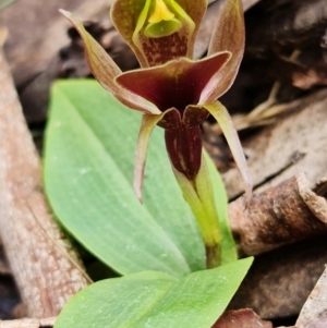 Chiloglottis valida at Brindabella, NSW - suppressed