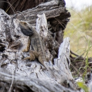 Pogona barbata at Paddys River, ACT - suppressed