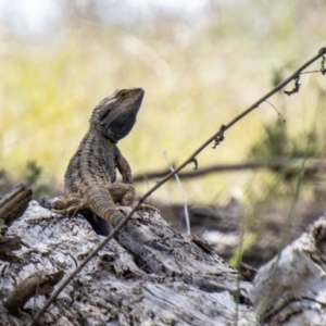 Pogona barbata at Paddys River, ACT - suppressed