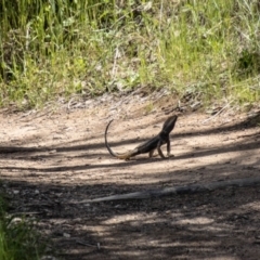 Pogona barbata at Paddys River, ACT - suppressed