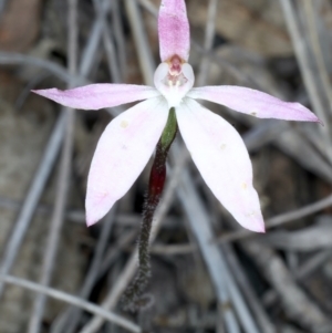 Caladenia fuscata at Bruce, ACT - suppressed