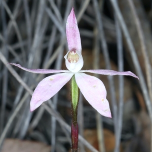 Caladenia fuscata at Bruce, ACT - suppressed