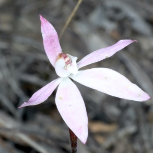 Caladenia fuscata at Bruce, ACT - suppressed