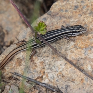 Ctenotus taeniolatus at Paddys River, ACT - 22 Oct 2021