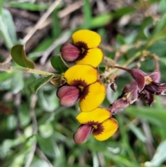 Bossiaea prostrata (Creeping Bossiaea) at Bungendore, NSW - 22 Oct 2021 by tpreston