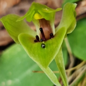 Chiloglottis valida at Cotter River, ACT - suppressed