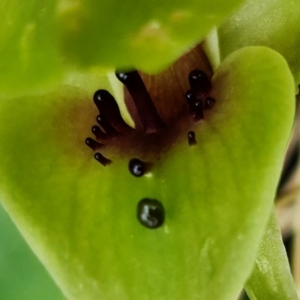 Chiloglottis valida at Cotter River, ACT - 21 Oct 2021