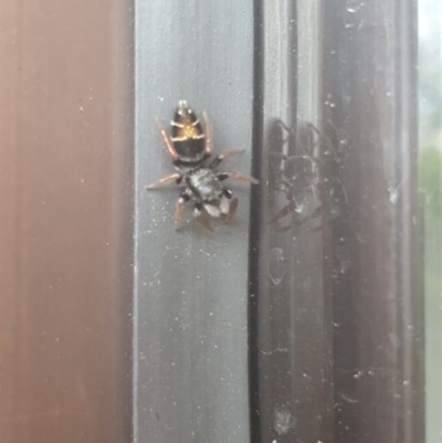 Apricia jovialis (Jovial jumping spider) at Macarthur, ACT - 22 Oct 2021 by SnE