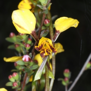 Diuris semilunulata at Bruce, ACT - suppressed