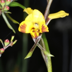 Diuris semilunulata at Bruce, ACT - suppressed