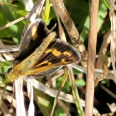 Taractrocera papyria (White-banded Grass-dart) at Gidleigh TSR - 22 Oct 2021 by trevorpreston