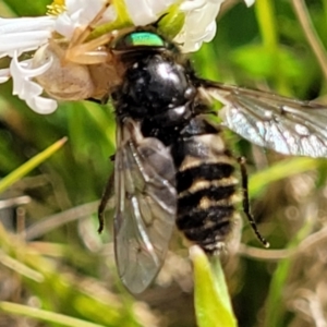 Dasybasis sp. (genus) at Bungendore, NSW - 22 Oct 2021