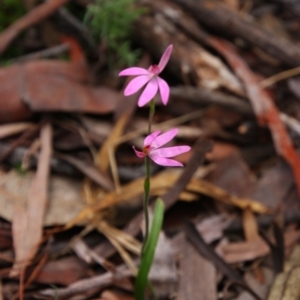 Caladenia carnea at Tralee, NSW - 22 Oct 2021