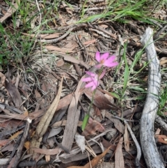 Caladenia carnea at Tralee, NSW - suppressed