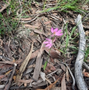 Caladenia carnea at Tralee, NSW - suppressed