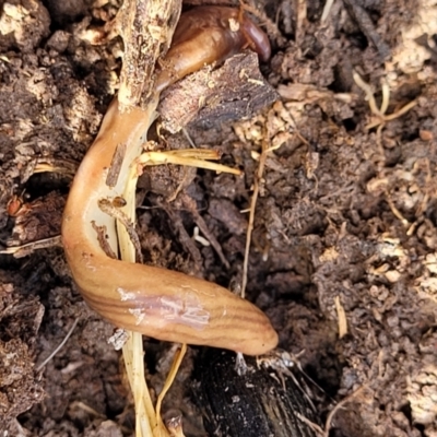 Fletchamia quinquelineata (Five-striped flatworm) at Gidleigh TSR - 22 Oct 2021 by trevorpreston