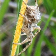 Araneinae (subfamily) (Orb weaver) at Bungendore, NSW - 22 Oct 2021 by tpreston