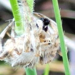 Araneinae (subfamily) at Bungendore, NSW - 22 Oct 2021