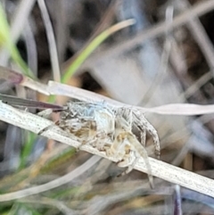 Araneinae (subfamily) at Bungendore, NSW - 22 Oct 2021 02:49 PM