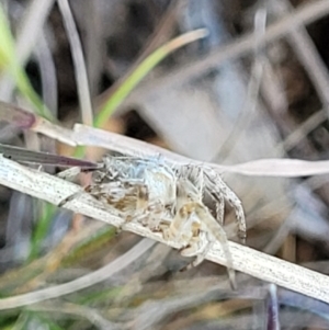 Araneinae (subfamily) at Bungendore, NSW - 22 Oct 2021