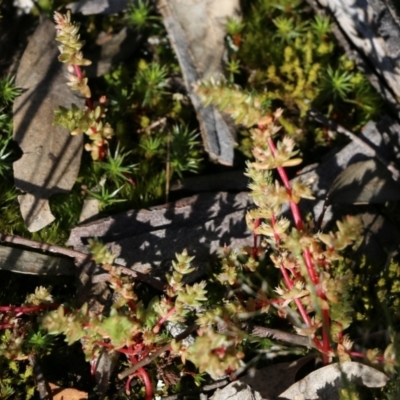 Crassula sieberiana at Chiltern, VIC - 17 Oct 2021 by KylieWaldon