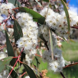 Eucalyptus dives at QPRC LGA - 22 Oct 2021