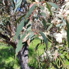 Eucalyptus dives at QPRC LGA - 22 Oct 2021