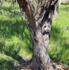 Eucalyptus dives at QPRC LGA - 22 Oct 2021