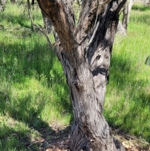 Eucalyptus dives at QPRC LGA - 22 Oct 2021