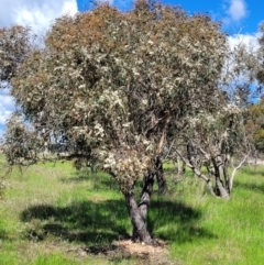 Eucalyptus dives at QPRC LGA - 22 Oct 2021