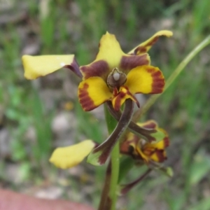 Diuris pardina at Hall, ACT - suppressed