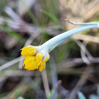 Chrysocephalum apiculatum (Common Everlasting) at Gidleigh TSR - 22 Oct 2021 by trevorpreston