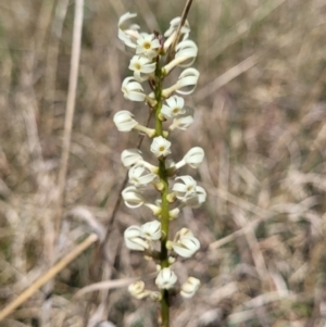 Stackhousia monogyna at Bungendore, NSW - 22 Oct 2021