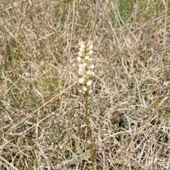 Stackhousia monogyna at Bungendore, NSW - 22 Oct 2021