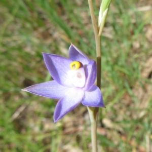 Thelymitra sp. (pauciflora complex) at Hall, ACT - 22 Oct 2021