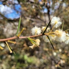 Acacia genistifolia (Early Wattle) at Gidleigh TSR - 22 Oct 2021 by tpreston