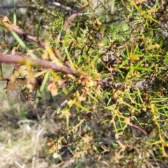 Acacia genistifolia at Bungendore, NSW - 22 Oct 2021