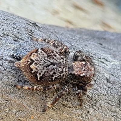 Servaea sp. (genus) (Unidentified Servaea jumping spider) at Gidleigh TSR - 22 Oct 2021 by trevorpreston