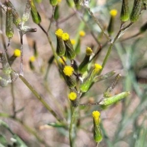 Senecio quadridentatus at Bungendore, NSW - 22 Oct 2021