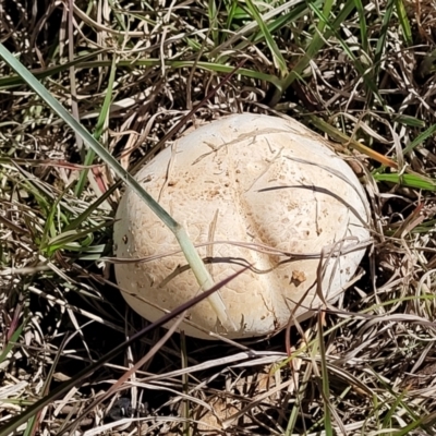 Agaricus sp. (Agaricus) at Gidleigh TSR - 22 Oct 2021 by tpreston