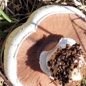 Agaricus sp. at Bungendore, NSW - 22 Oct 2021