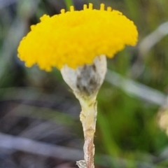 Leptorhynchos squamatus subsp. squamatus (Scaly Buttons) at Gidleigh TSR - 22 Oct 2021 by trevorpreston