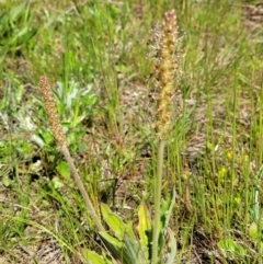 Plantago varia (Native Plaintain) at Gidleigh TSR - 22 Oct 2021 by tpreston