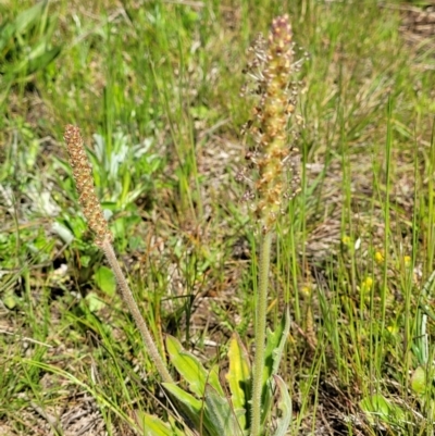 Plantago varia (Native Plaintain) at Gidleigh TSR - 22 Oct 2021 by trevorpreston