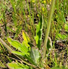 Plantago varia at Bungendore, NSW - 22 Oct 2021