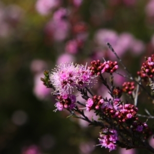 Kunzea parvifolia at Tralee, NSW - 22 Oct 2021 10:35 AM