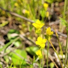 Cicendia quadrangularis (Oregon Timwort) at Bungendore, NSW - 22 Oct 2021 by trevorpreston