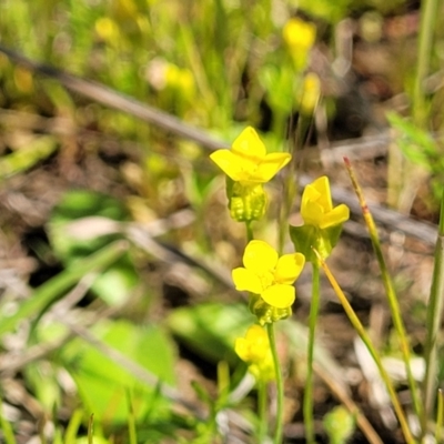 Cicendia quadrangularis (Oregon Timwort) at Bungendore, NSW - 22 Oct 2021 by trevorpreston