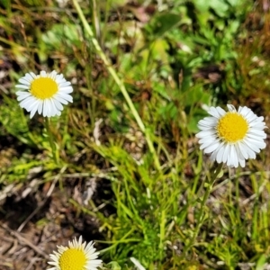 Calotis anthemoides at Bungendore, NSW - 22 Oct 2021