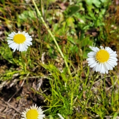 Calotis anthemoides (Chamomile Burr-daisy) at Gidleigh TSR - 22 Oct 2021 by trevorpreston